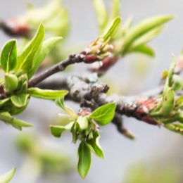 new leaves on tree