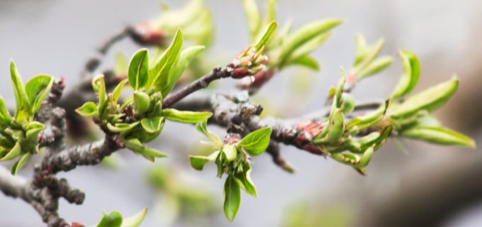 new leaves on tree